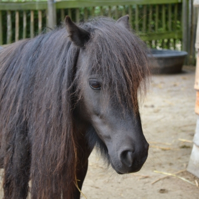 Pony - De Zonnegloed - Animal park - Animal refuge centre 